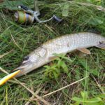 щука на канале