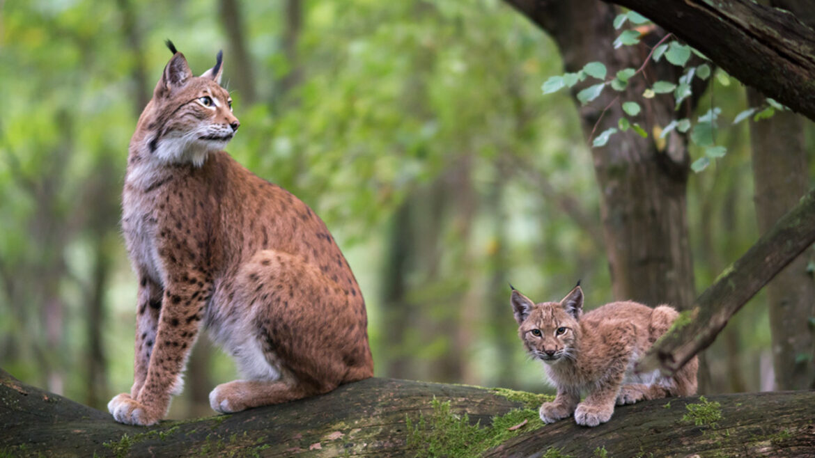 разрешена охота на рысь и медведя