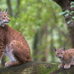 разрешена охота на рысь и медведя