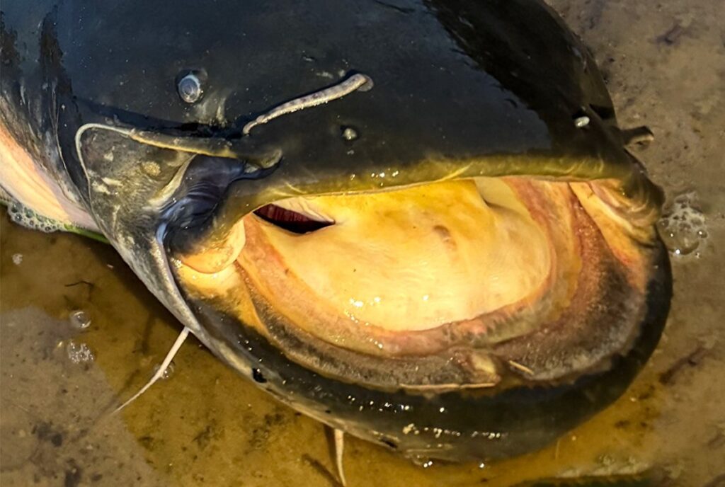 На сома – табу: где и когда ловить запрещено поймали сома длиной 202 см