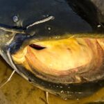 поймали сома длиной 202 см