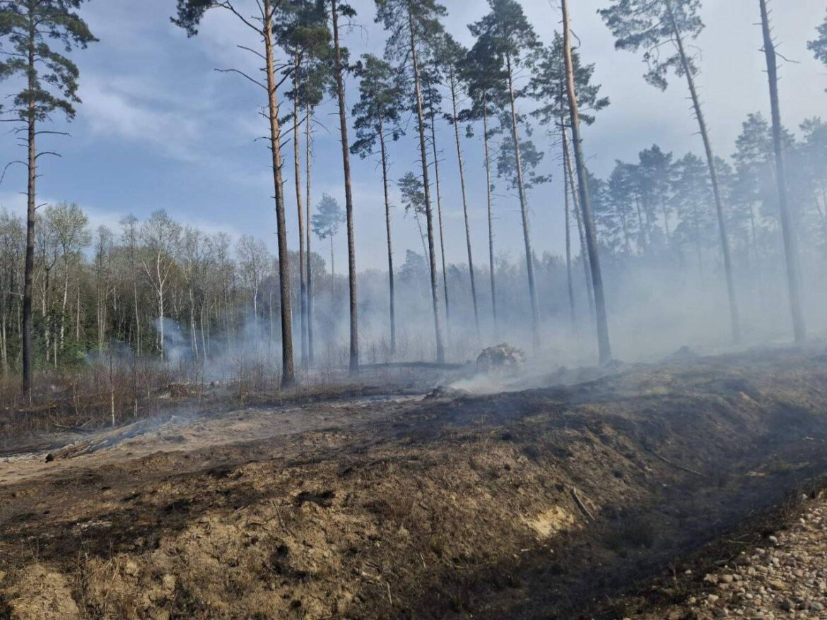пожар в лесу