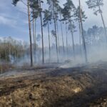 пожар в лесу