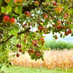 дотации на яблоки