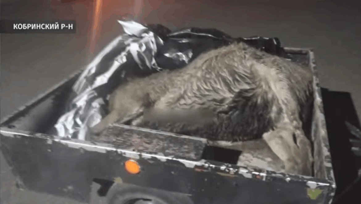 В Витебской области браконьер убил медведя, а в Брестской попался егерь тушка оленя