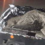 тушка оленя