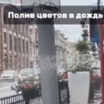 поливают цветы