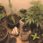 конопле в шкафу