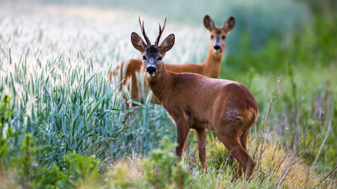 Открытие охоты на косулю открыт сезон охоты на косулю