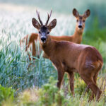 открыт сезон охоты на косулю