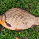 карась золотистый