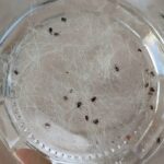 клещи вакцина прививка