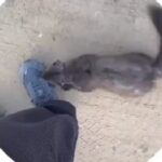 Куница покусала бешенство