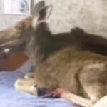 Лось в Бобруйске