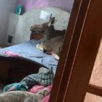 Лось залез на кровать