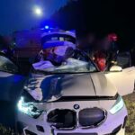 ДТП с лосём