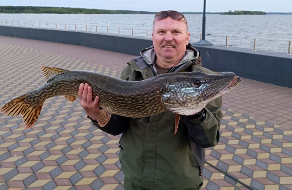 красавица щука