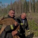 Спасли лосёнка