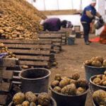 сортировка картофеля