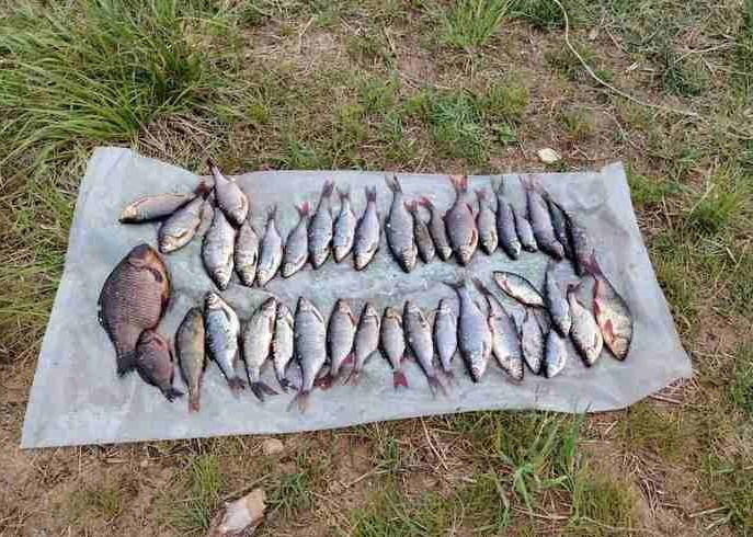 рыба пойманная сетью