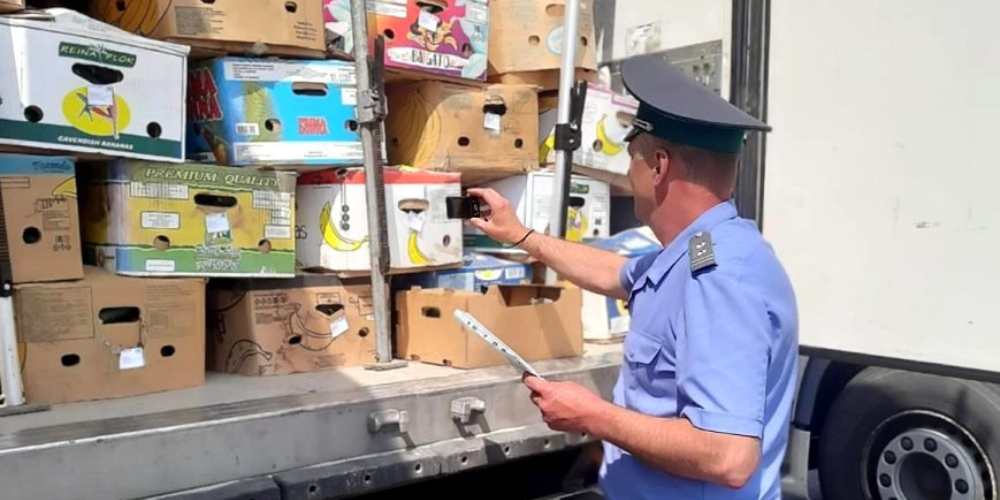 задержанные огурцы