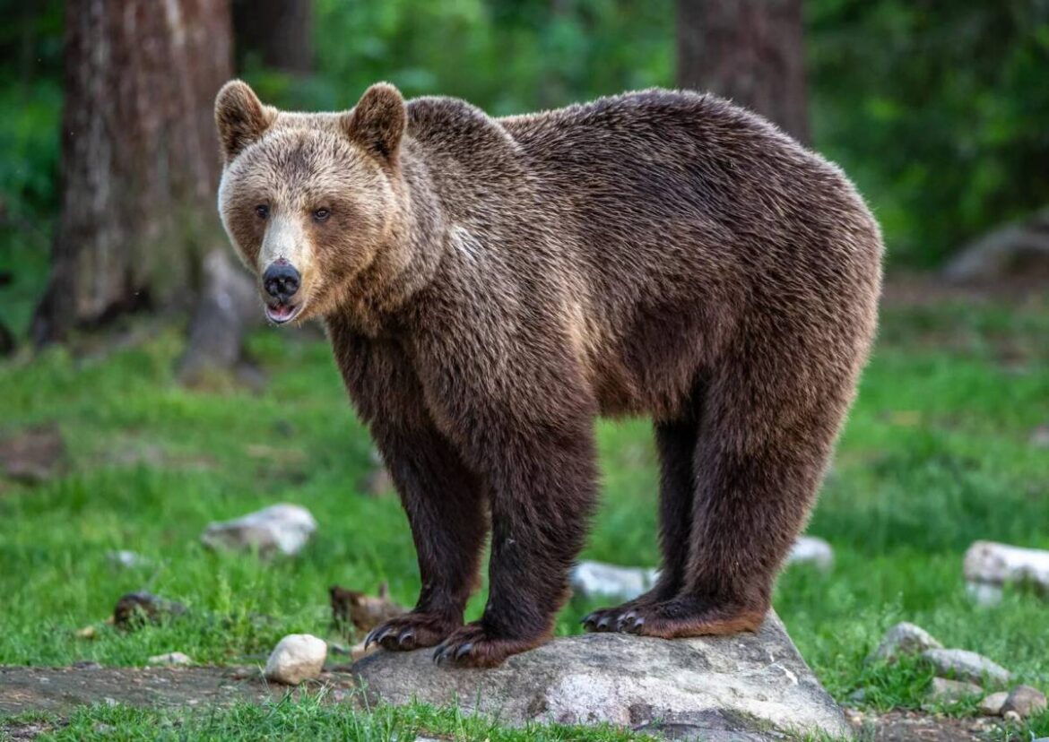 медведь в деревне