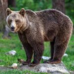 медведь в деревне