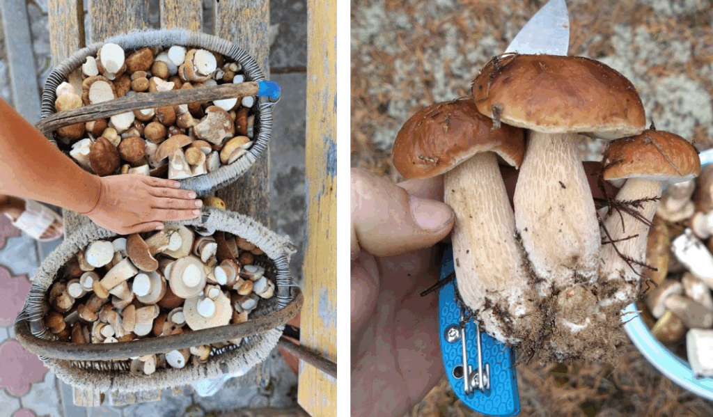 Грибы собрал, продал – а налог платить? грибы