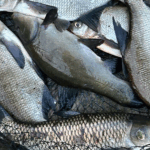 рыбалка на Зельве