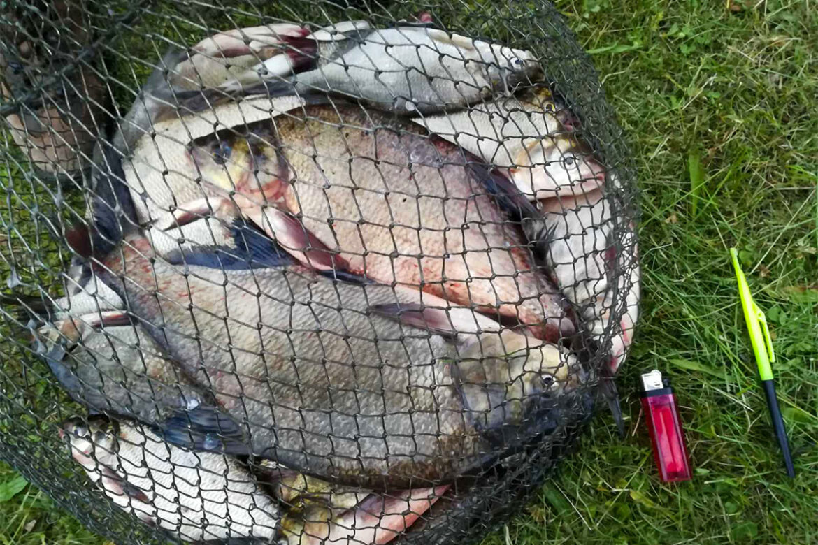 Три рыбалки, три улова, три повода похвастаться Рыбалка на Гати