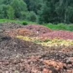 Под Жодино выбросили горы овощей