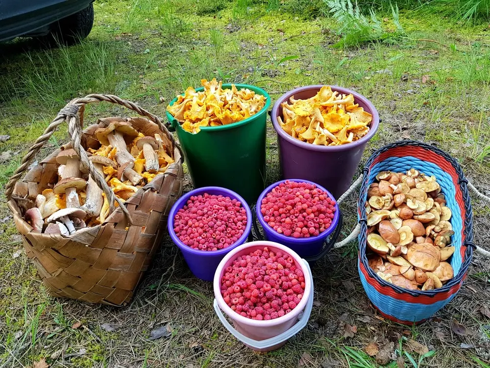 И грибы, и ягоды
