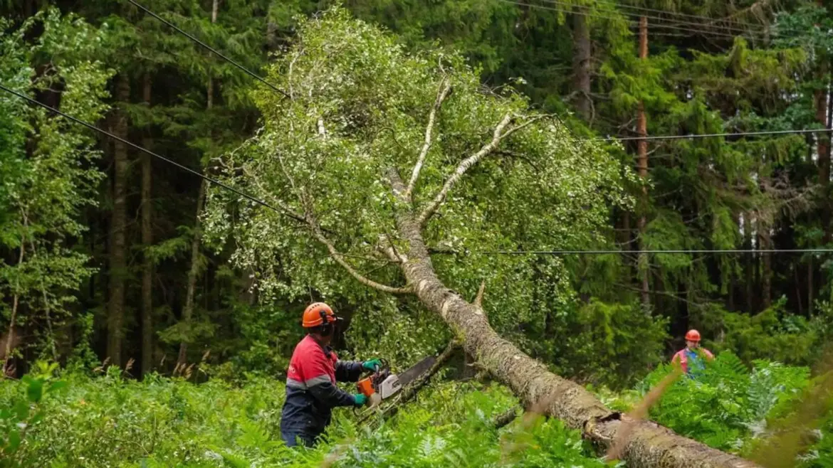 Рабочий с бензопилой распиливает дерево, упавшее на линии электропередач в лесу, последствия непогоды в Брестской области.