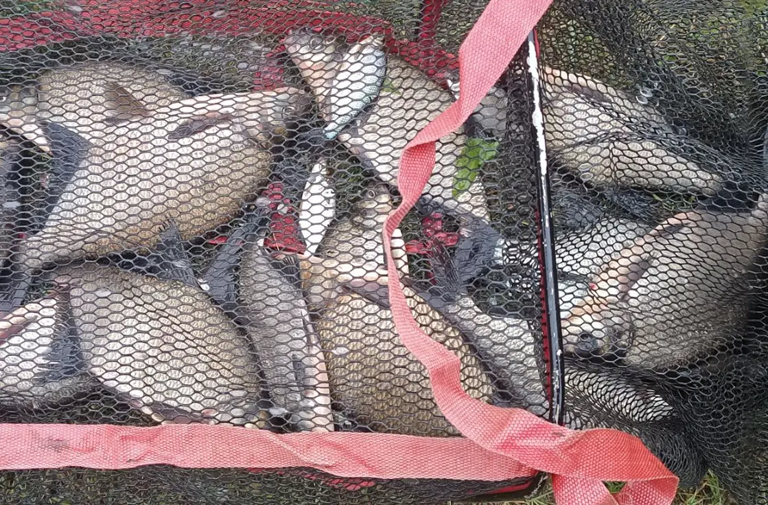 Ночная фидерная рыбалка на Мухавце