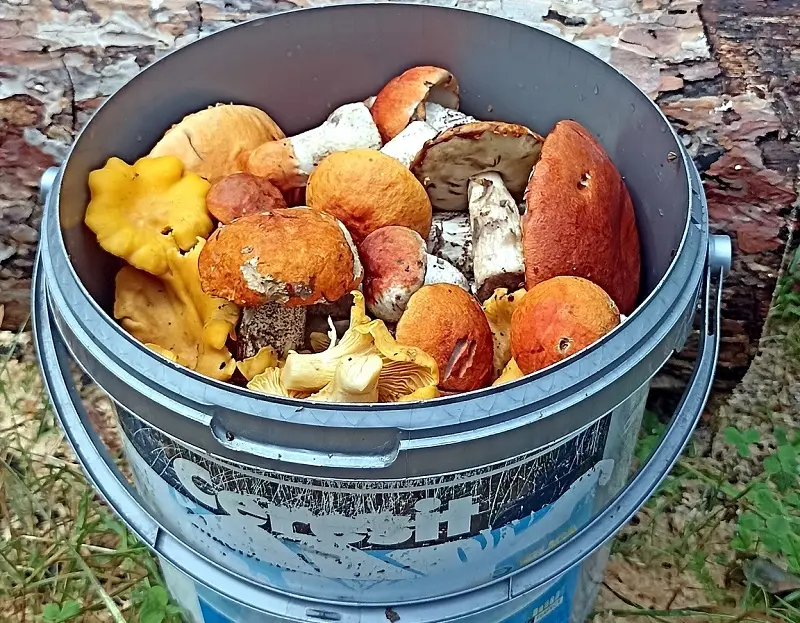 Грибное ассорти