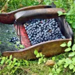 Комбайн для сбора черники с ягодами внутри, лежит на траве в лесу