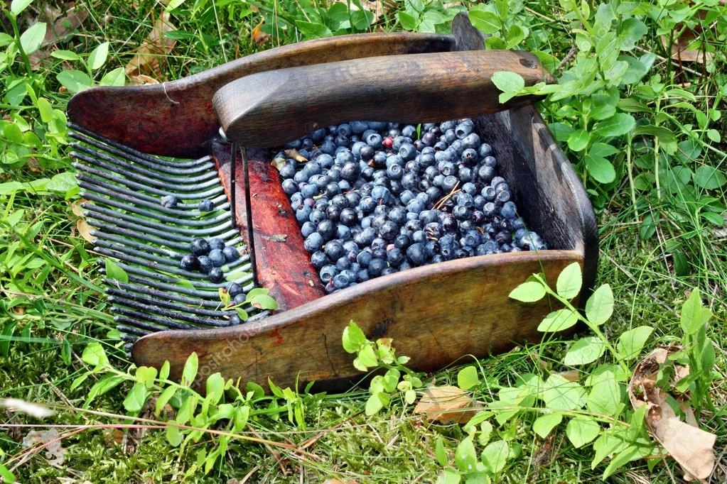 Ягодников, собирающих чернику, решили ещё раз напугать Комбайн для сбора черники с ягодами внутри, лежит на траве в лесу