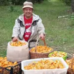 Грибы лисички и грибник