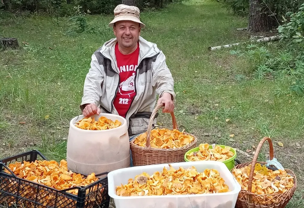 Лисички уже порядком надоели: где и какие грибы собирают в Беларуси в конце июля Грибы лисички и грибник