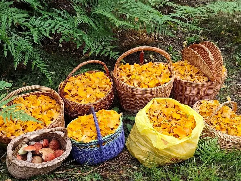 Просто гору лисичек собрали три человека