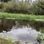 Мор рыбы в Борисове