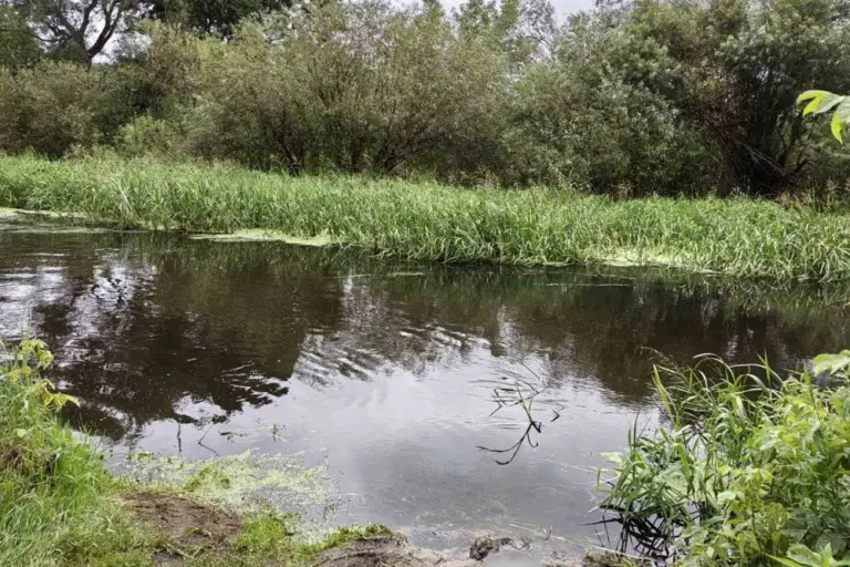Мор рыбы в Борисове