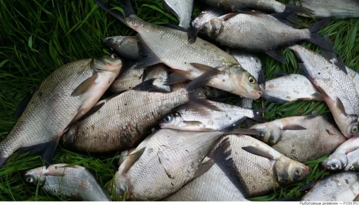 Синец в Беларуси: где клюёт и как ловить : Большая куча пойманной рыбы на зелёной траве – преимущественно синцы