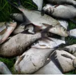 : Большая куча пойманной рыбы на зелёной траве – преимущественно синцы