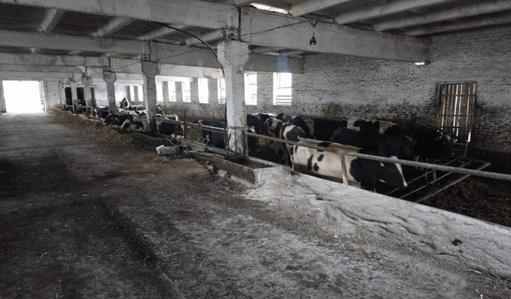 Внутреннее помещение фермы с бетонными стенами и загоном, где стоят быки.
