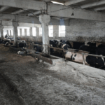 Внутреннее помещение фермы с бетонными стенами и загоном, где стоят быки.