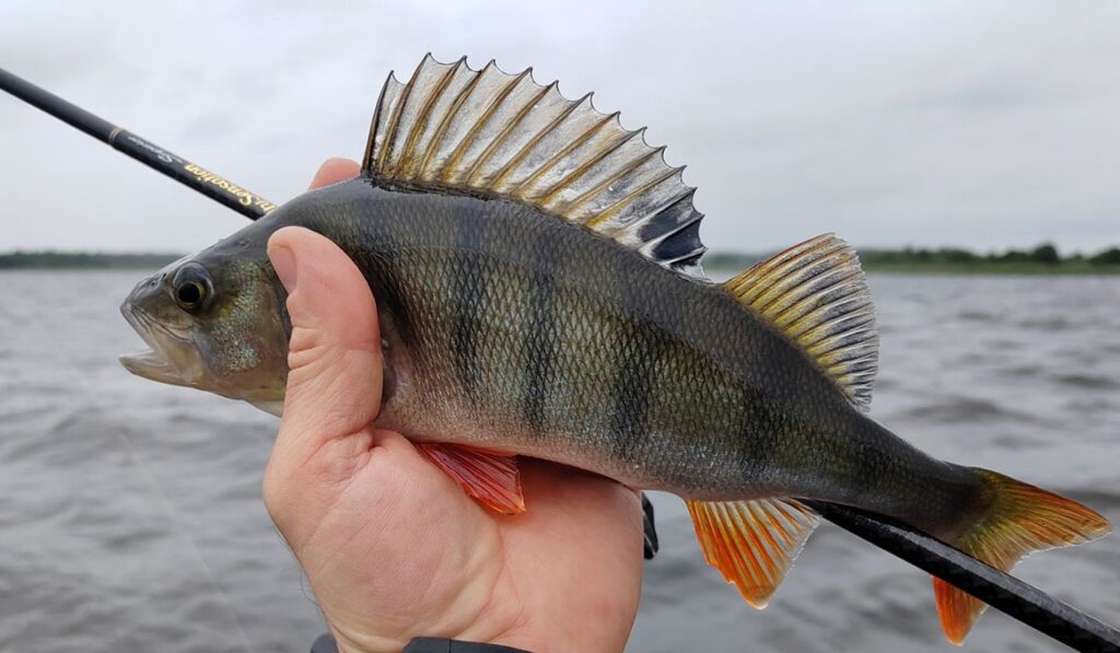 Селяву трясло, но клёв порадовал
