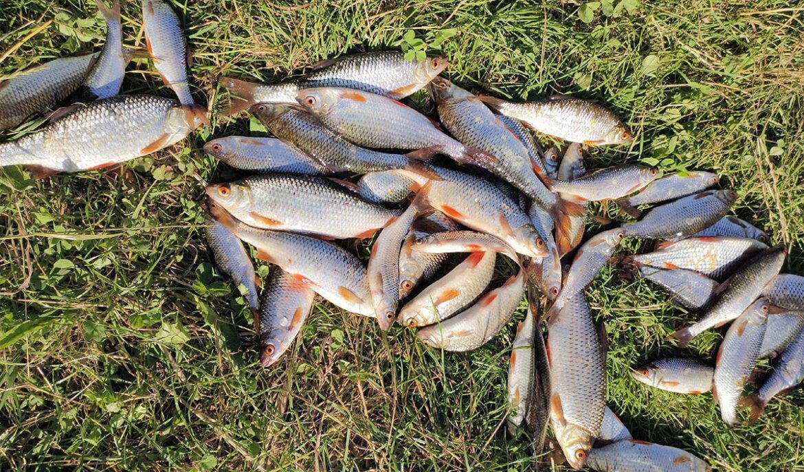 Плотва с Соро порадовала – клевало с утра удачная рыбалка