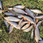 удачная рыбалка