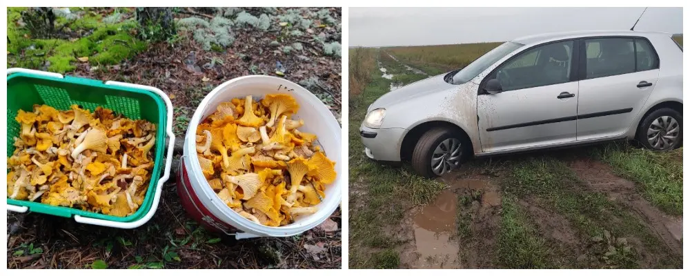 Задача собрать грибов и не застрять